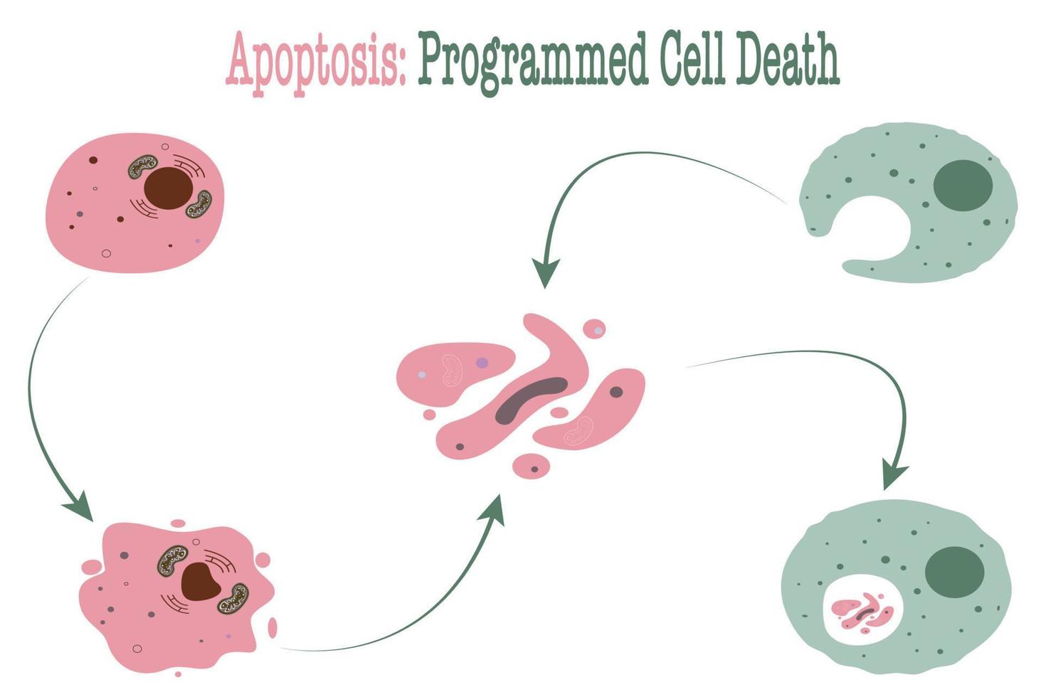 apoptosis muerte celular programada vector