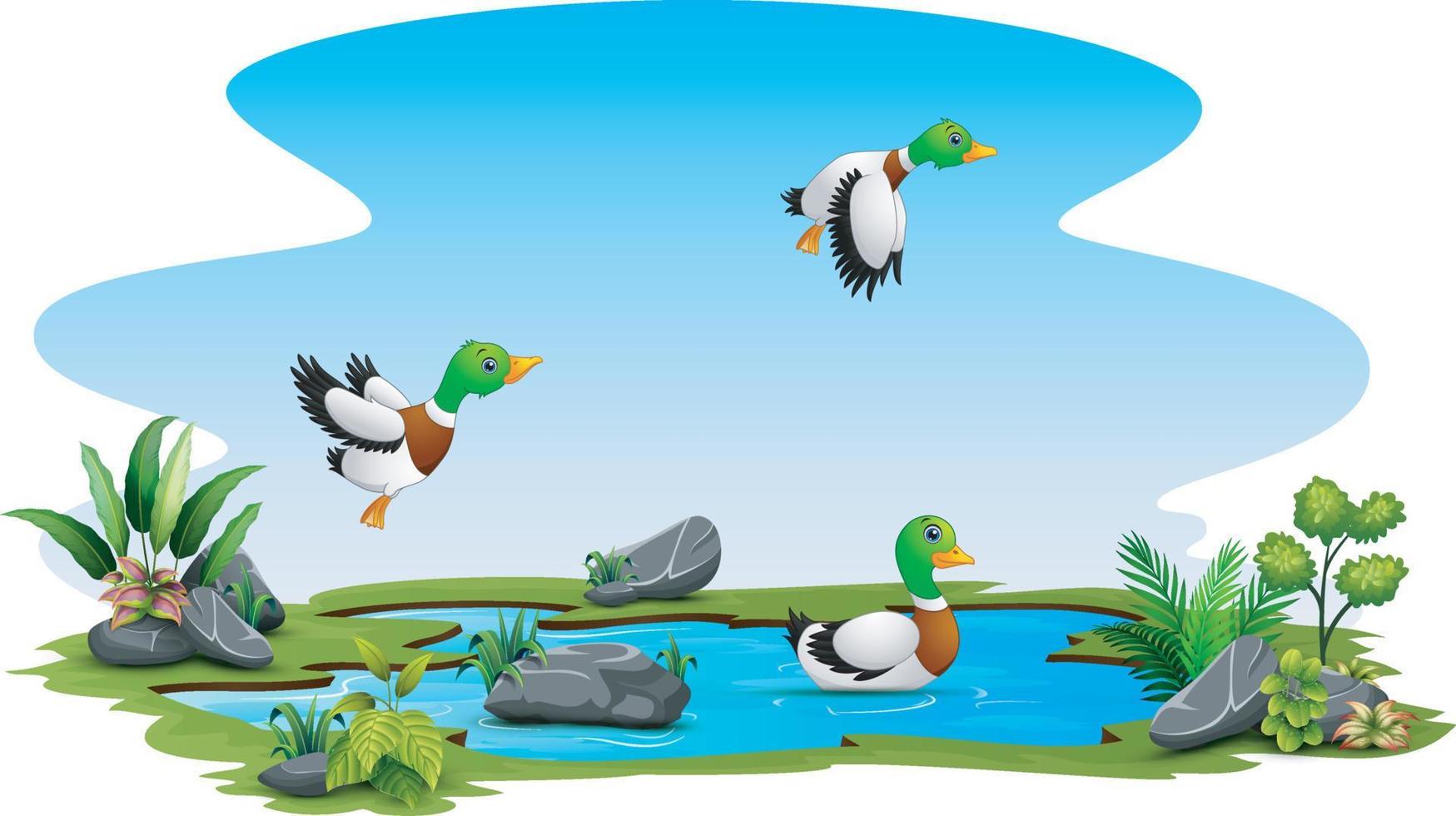 tres patos jugando en el pequeño estanque vector