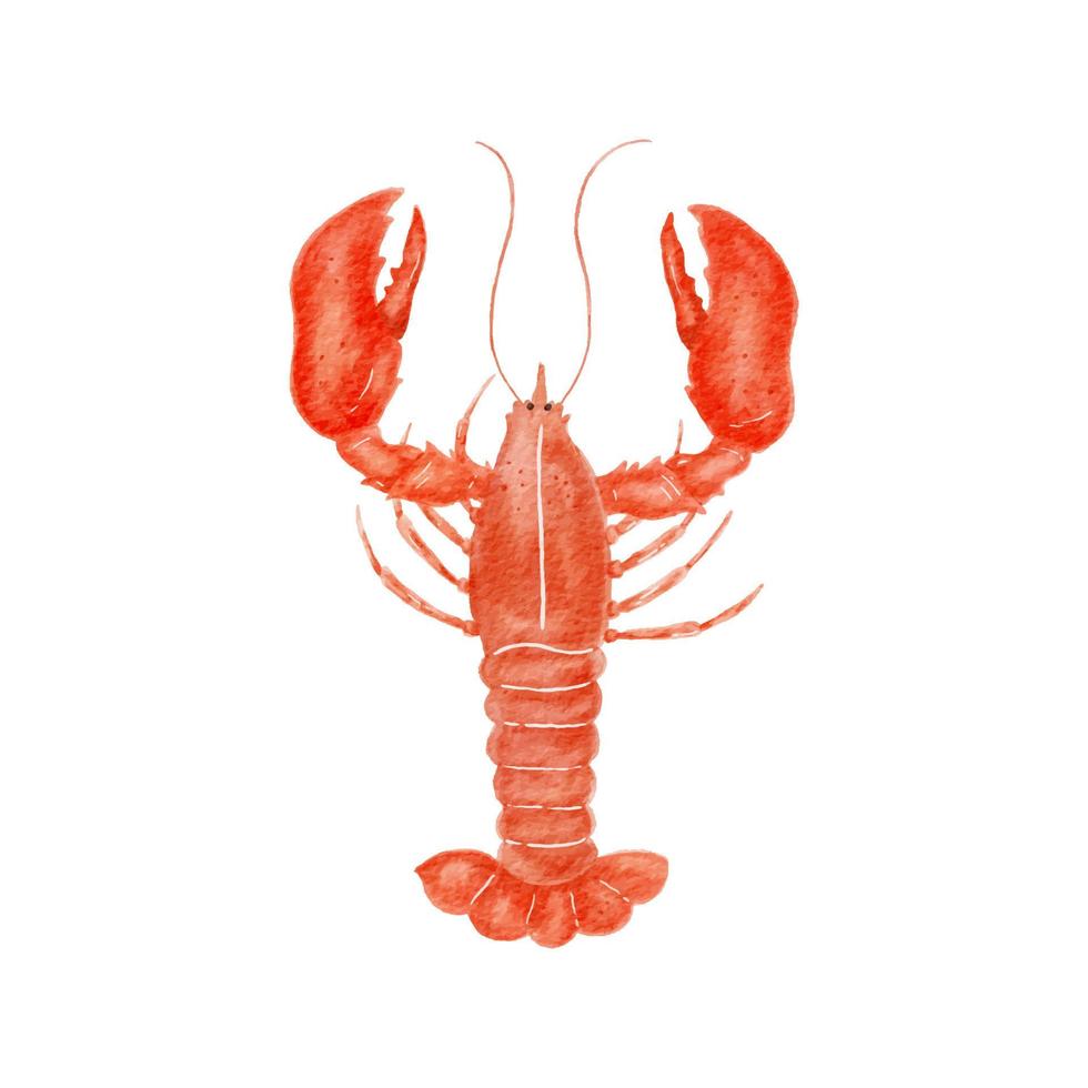 Lobster watercolor illustration. Digital paint. Vector illustration.