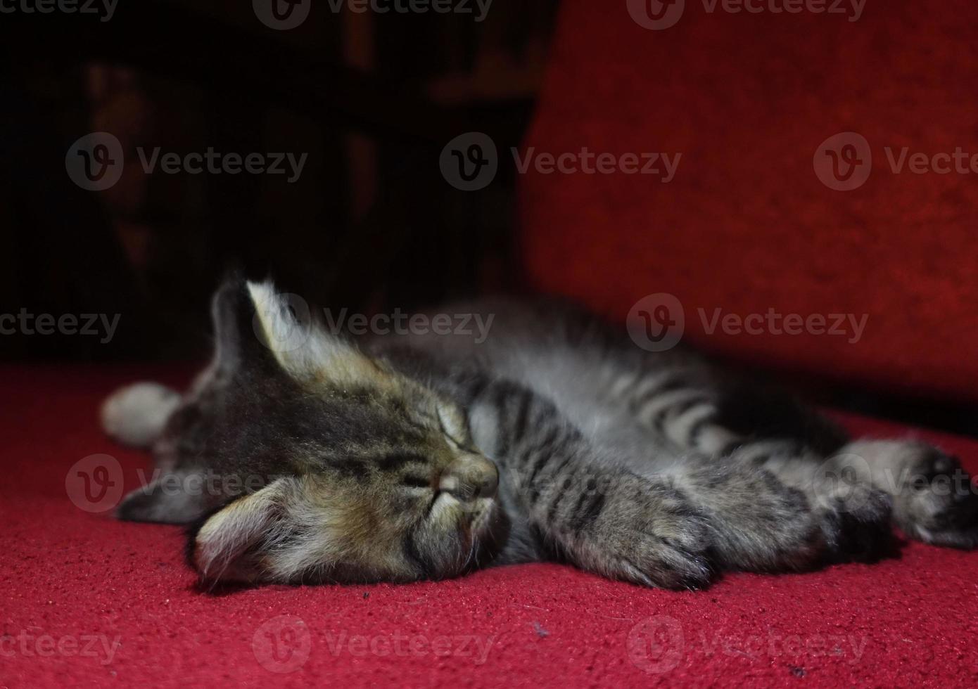 lindo gato gris está descansando foto