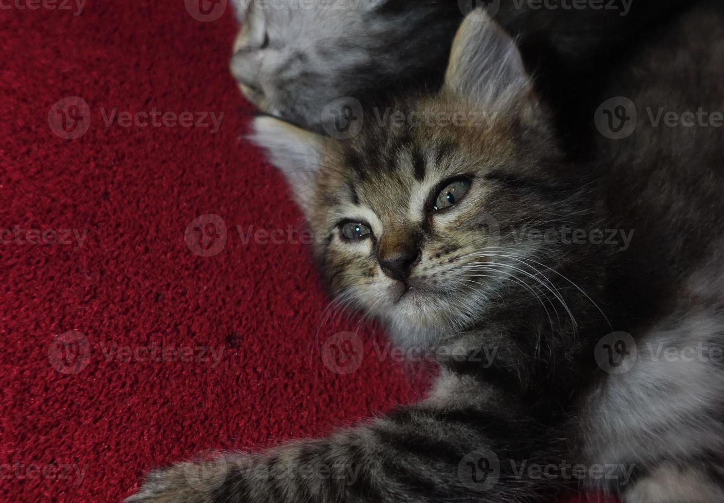 Gray cute cat is resting photo