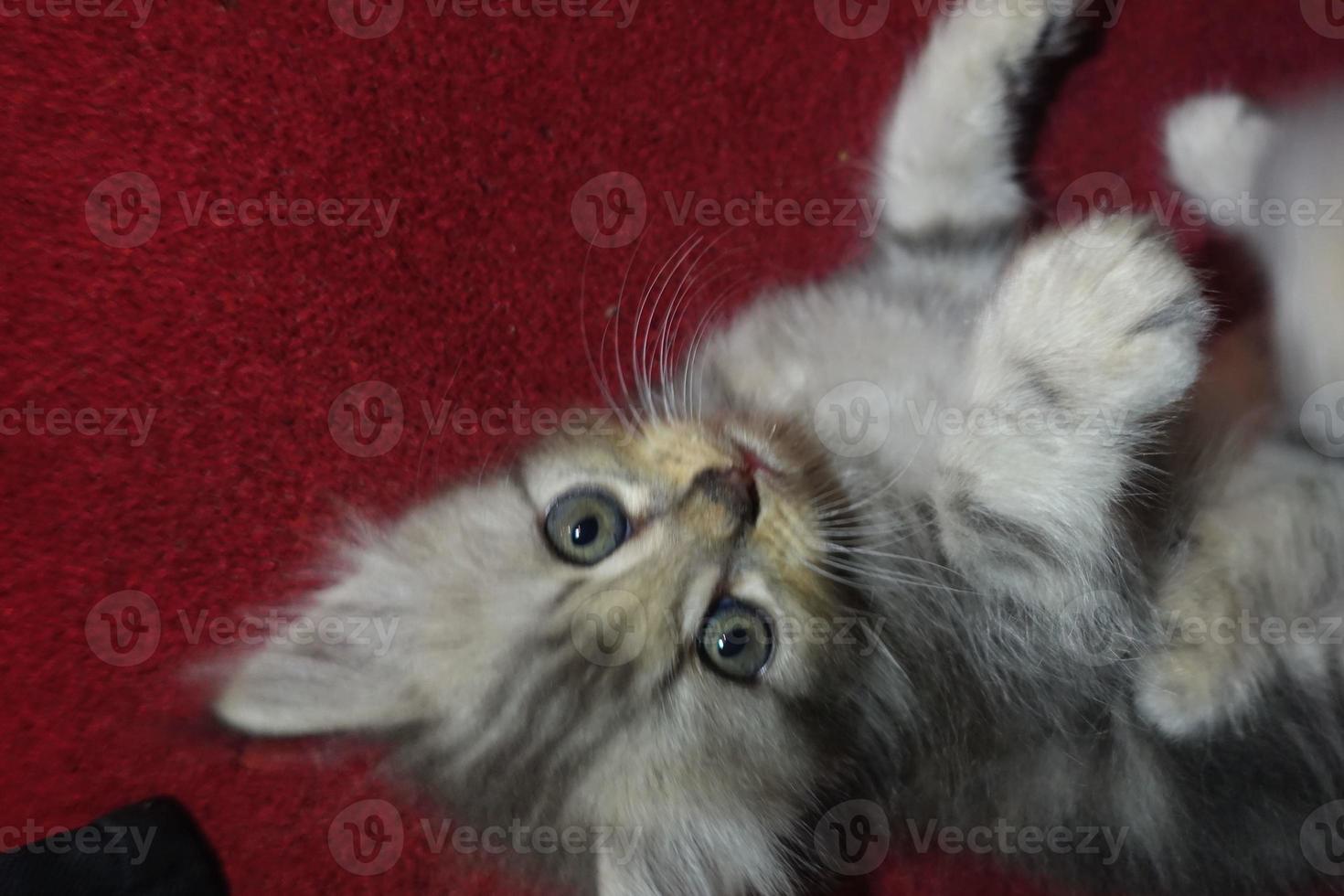 Gray cute cat is resting photo