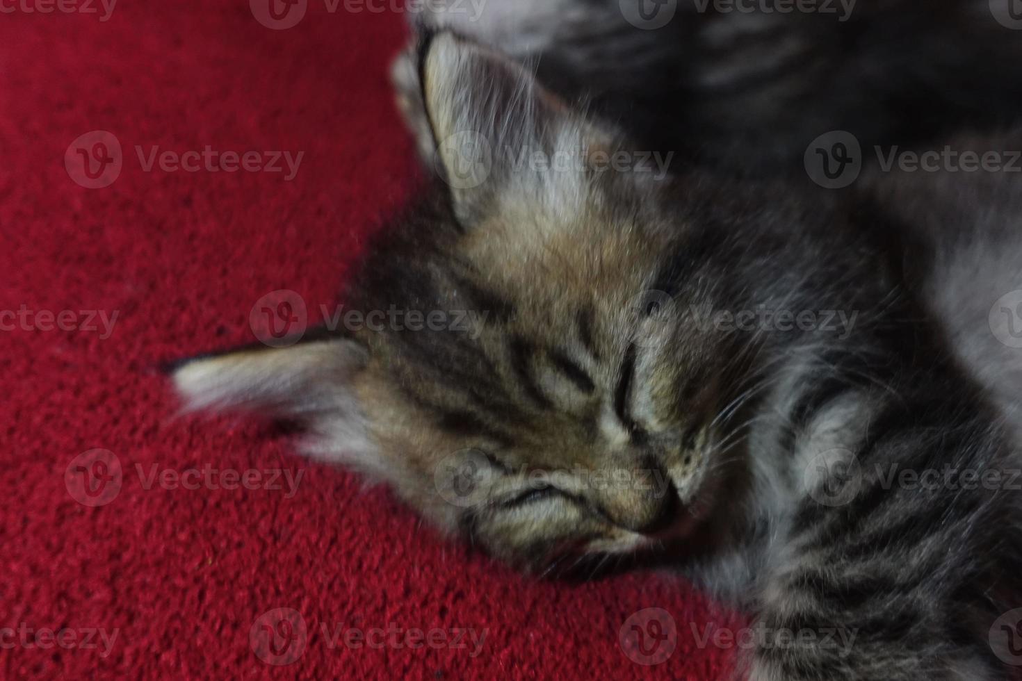Gray cute cat is resting photo