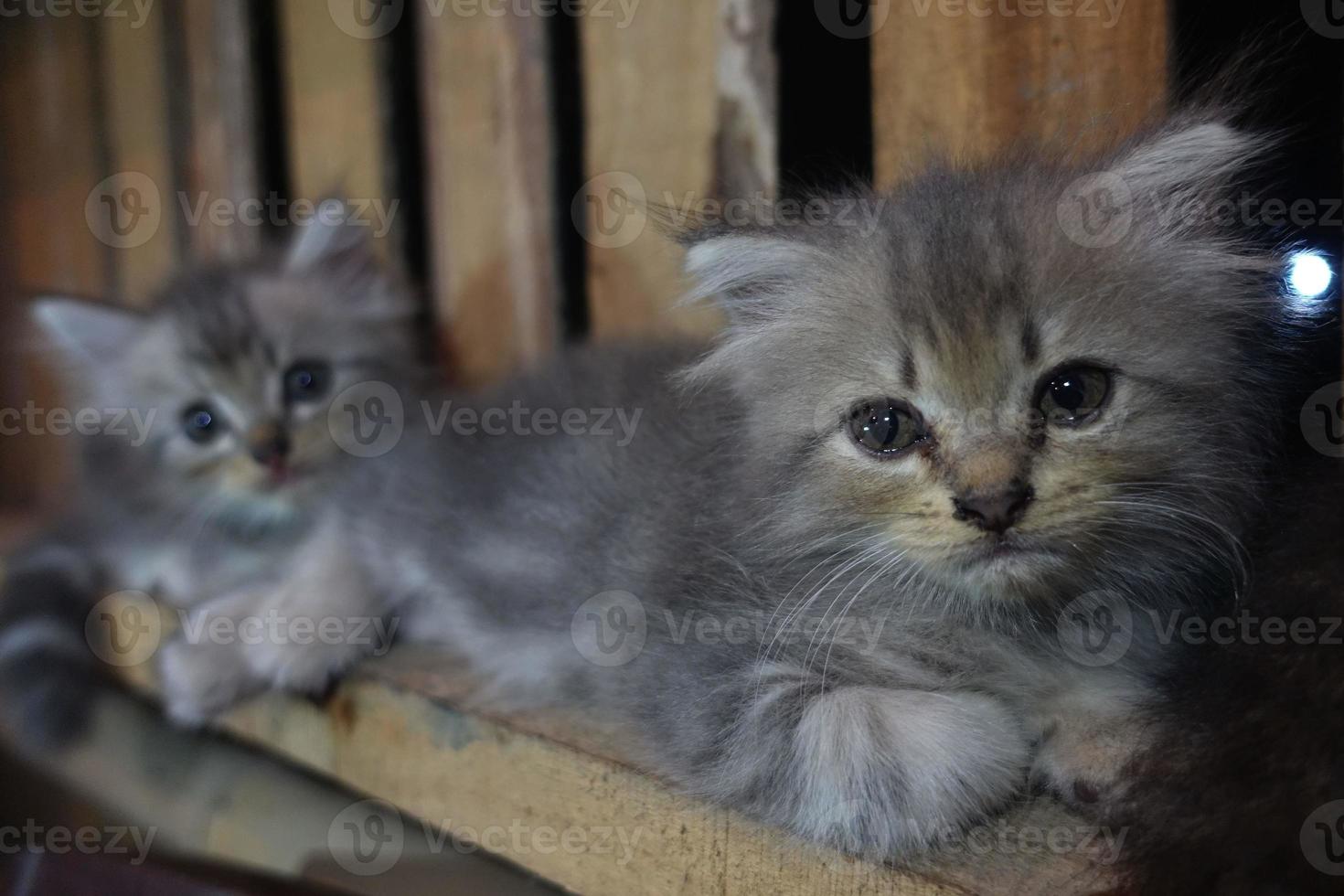 Gray cute cat is resting photo