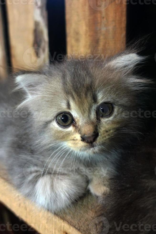 Gray cute cat is resting photo