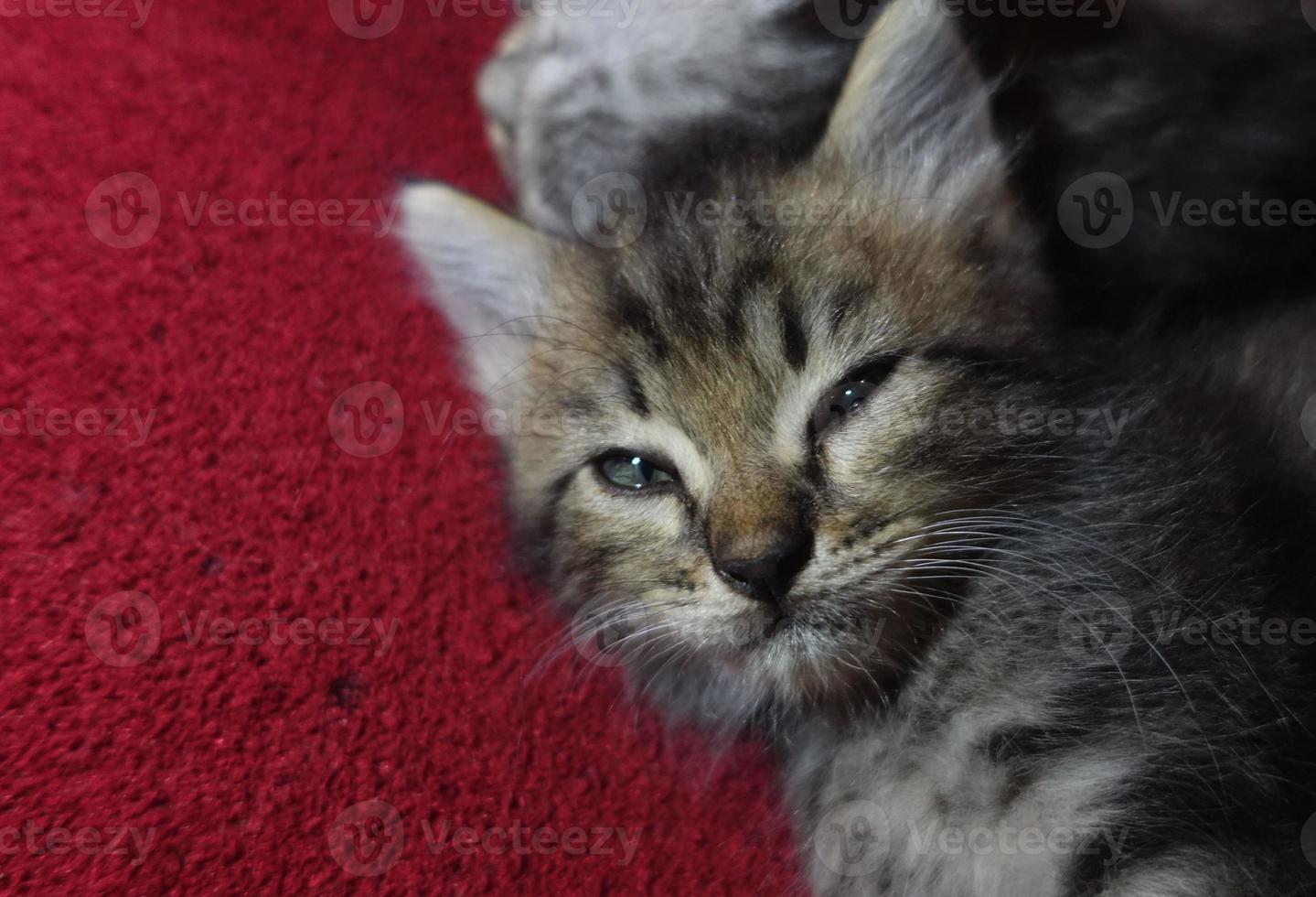 Gray cute cat is resting photo