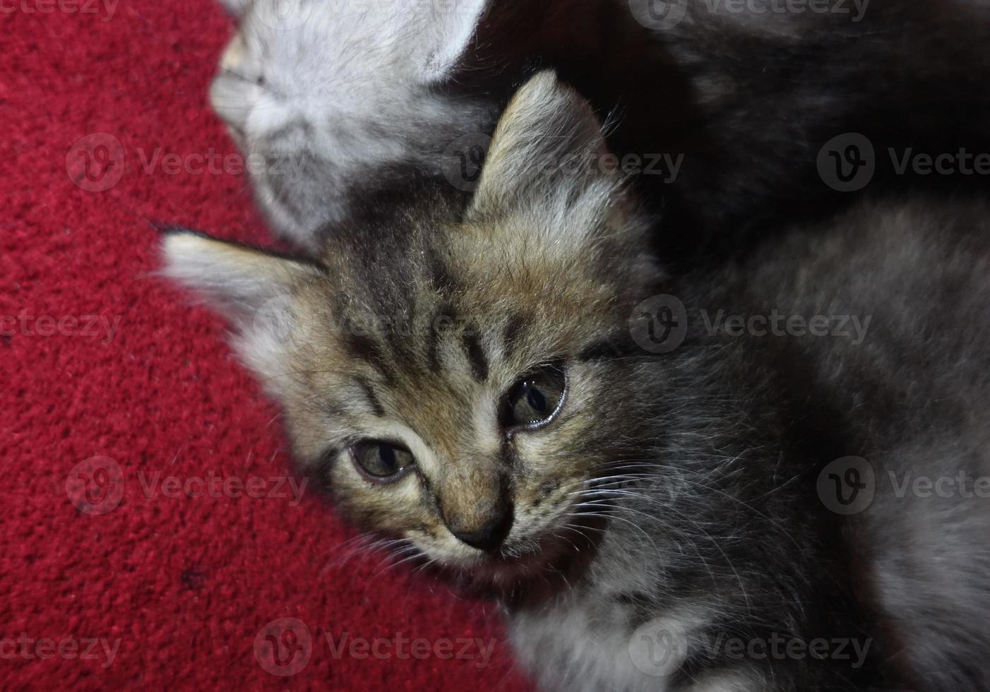 Gray cute cat is resting photo