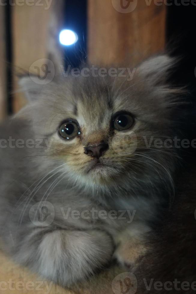 Gray cute cat is resting photo