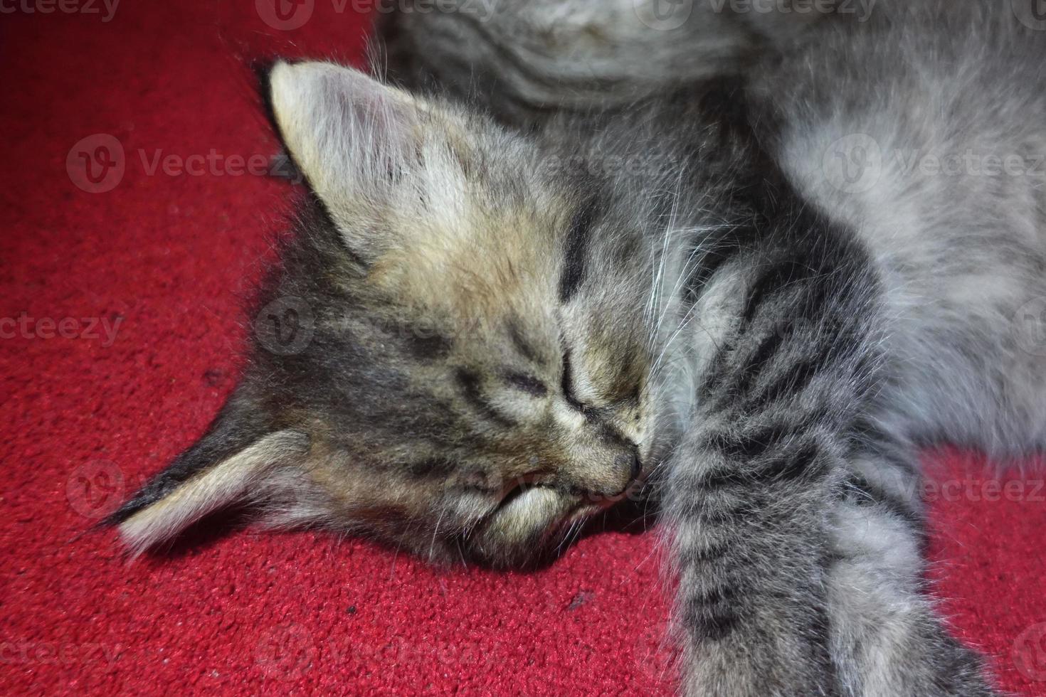 lindo gato gris está descansando foto