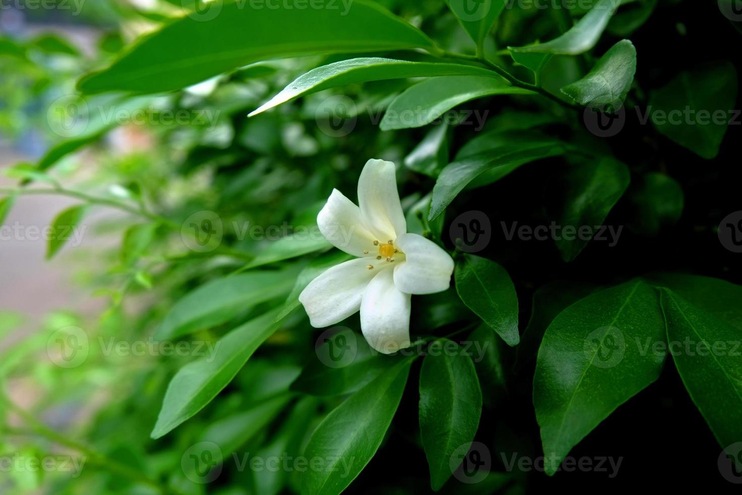 Single Orang Jessamine blooming among the branches Single Andaman Satinwood are blooming Single Murraya paniculata photo