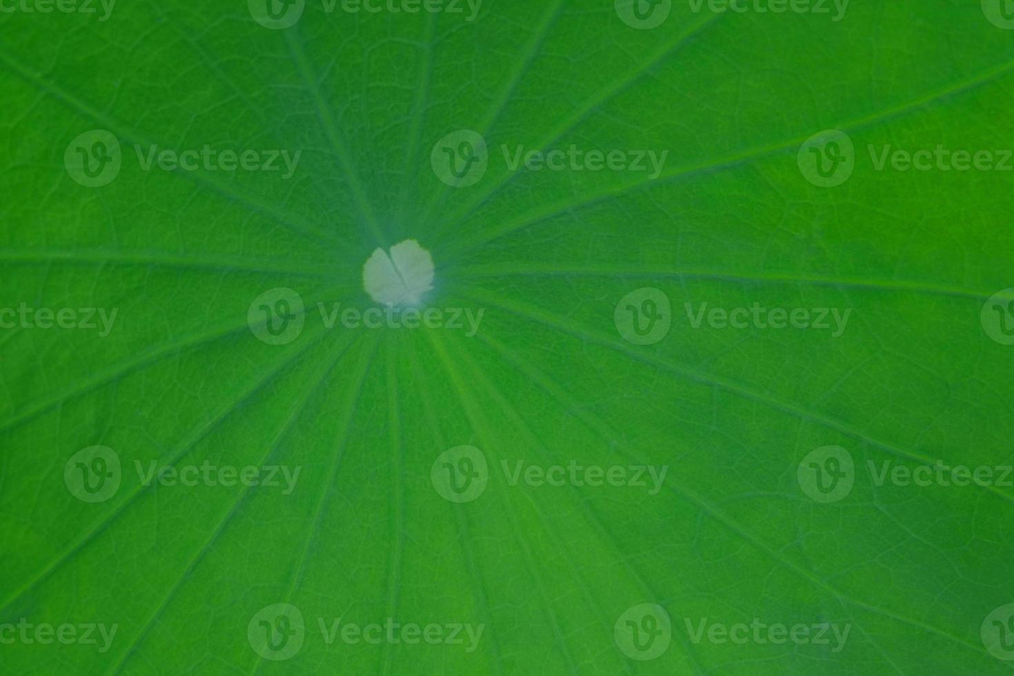 Macro lotus leaf texture, Closeup green lotus leave, Leaf Texture wallpaper photo