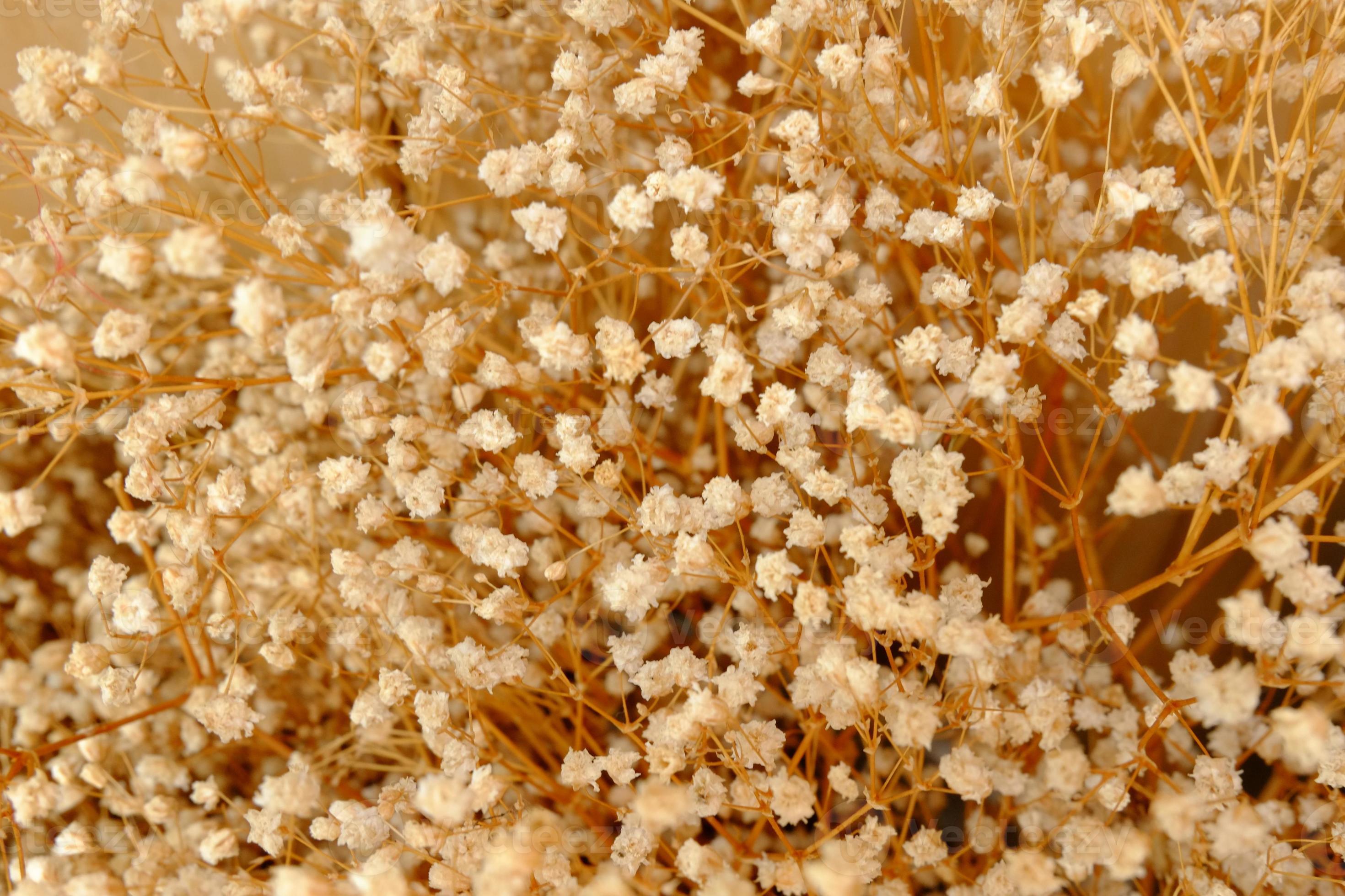 fondo de flor de gypso seco, fondo de flor, fondo vintage 6137709 Foto