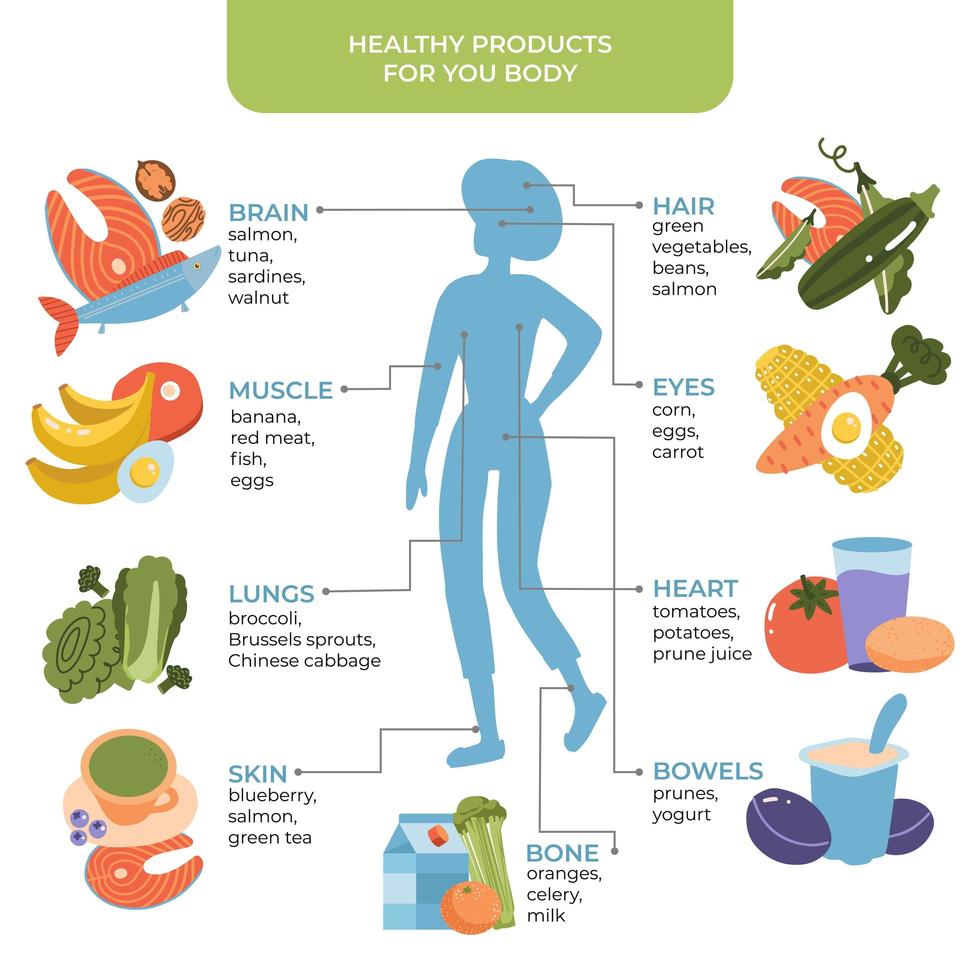 alimentos saludables para el concepto del cuerpo humano con silueta femenina. infografías de alimentación saludable. alimentos y bebidas para el buen funcionamiento de los órganos internos. ilustración plana vectorial. vector