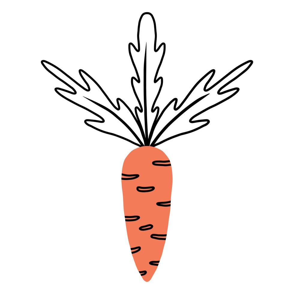 Orange carrot isolated. Vector illustration in doodle style.