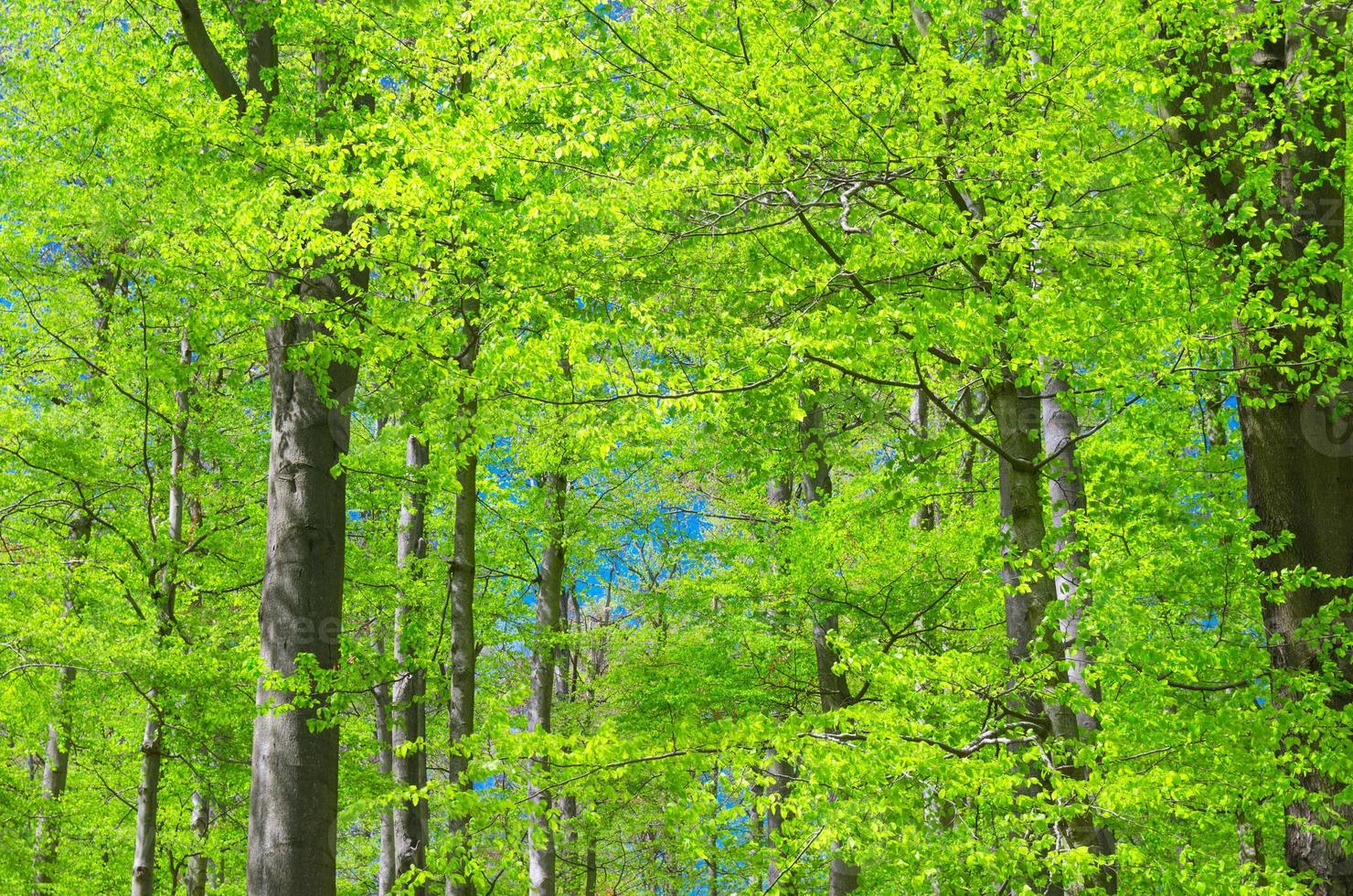 Beech trees with green leaves on branches in Slavkov thick dense foliage forest photo