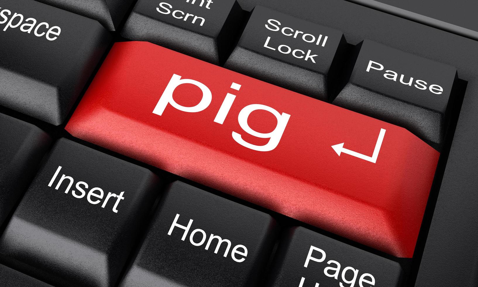 pig word on red keyboard button photo