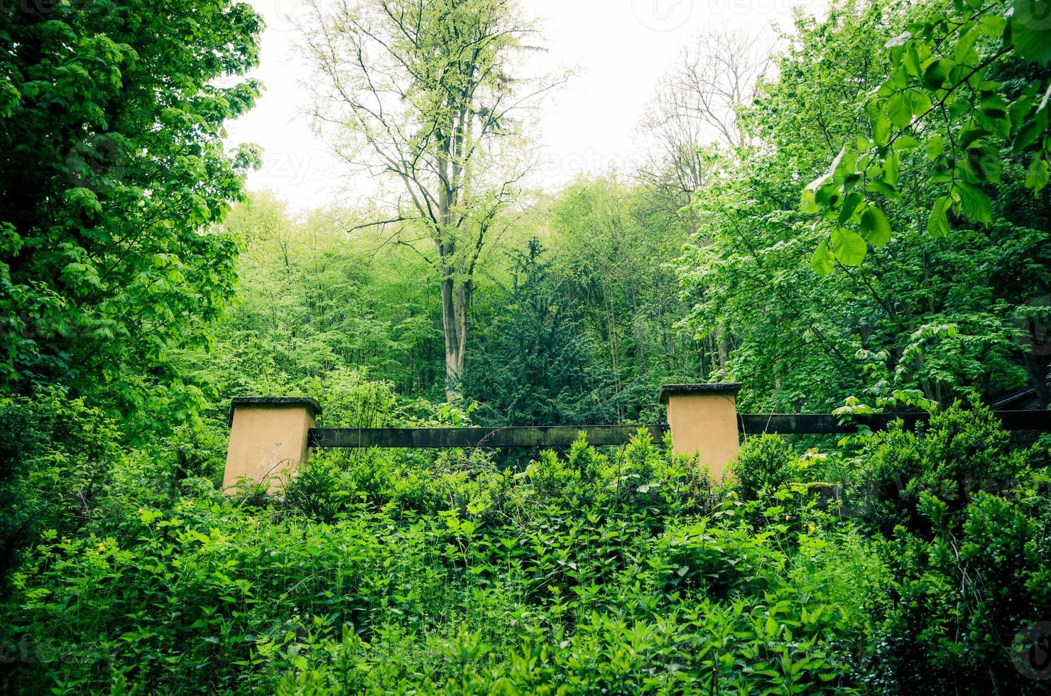 Trees with green leaves on branches in thick dense foliage forest wood near Karlovy Vary photo