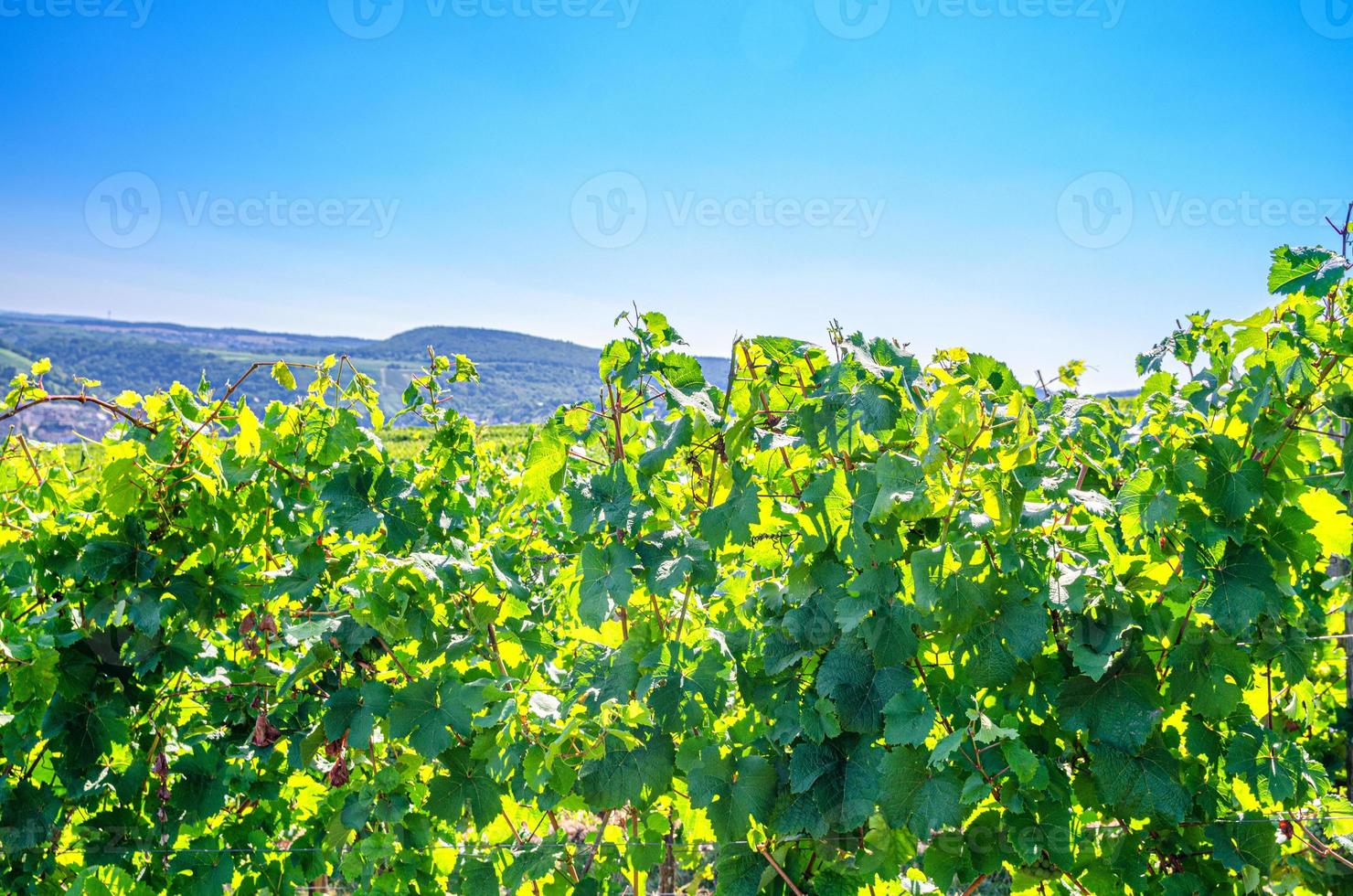 árboles de vid en espaldera con uvas y hojas en viñedos campos verdes en colinas en el valle del río Rin foto