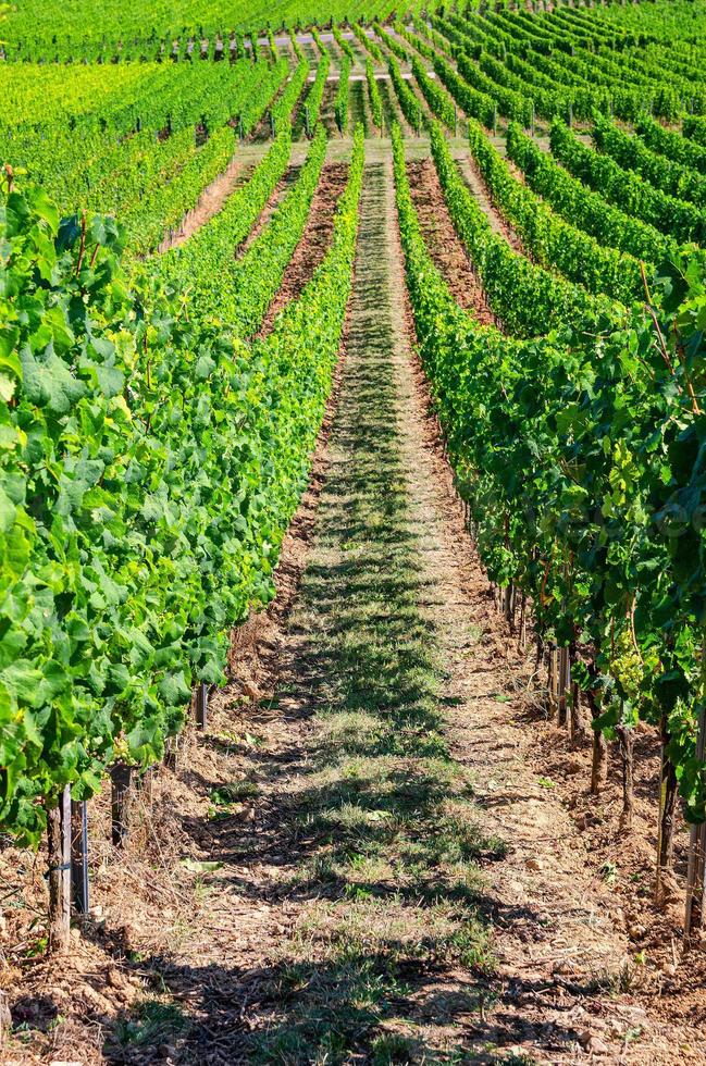 Grapevine rows in vineyards green fields landscape with grape trellis on hills in river Rhine Valley photo