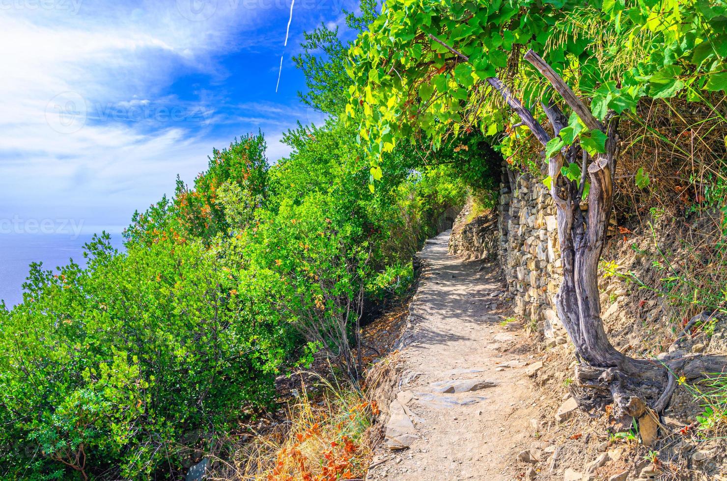 sendero peatonal de piedra entre los pueblos de corniglia y vernazza con árboles verdes, fondo de cielo azul foto