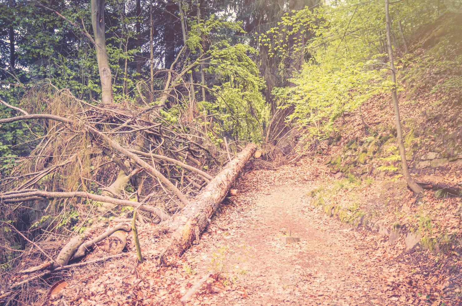 Falling tree on path in Slavkov thick dense forest wood with beech trees near Karlovy Vary photo