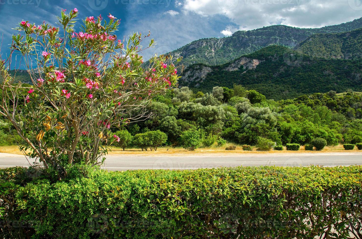 Thermopylae mountain passage with bush of flowers, Greece photo
