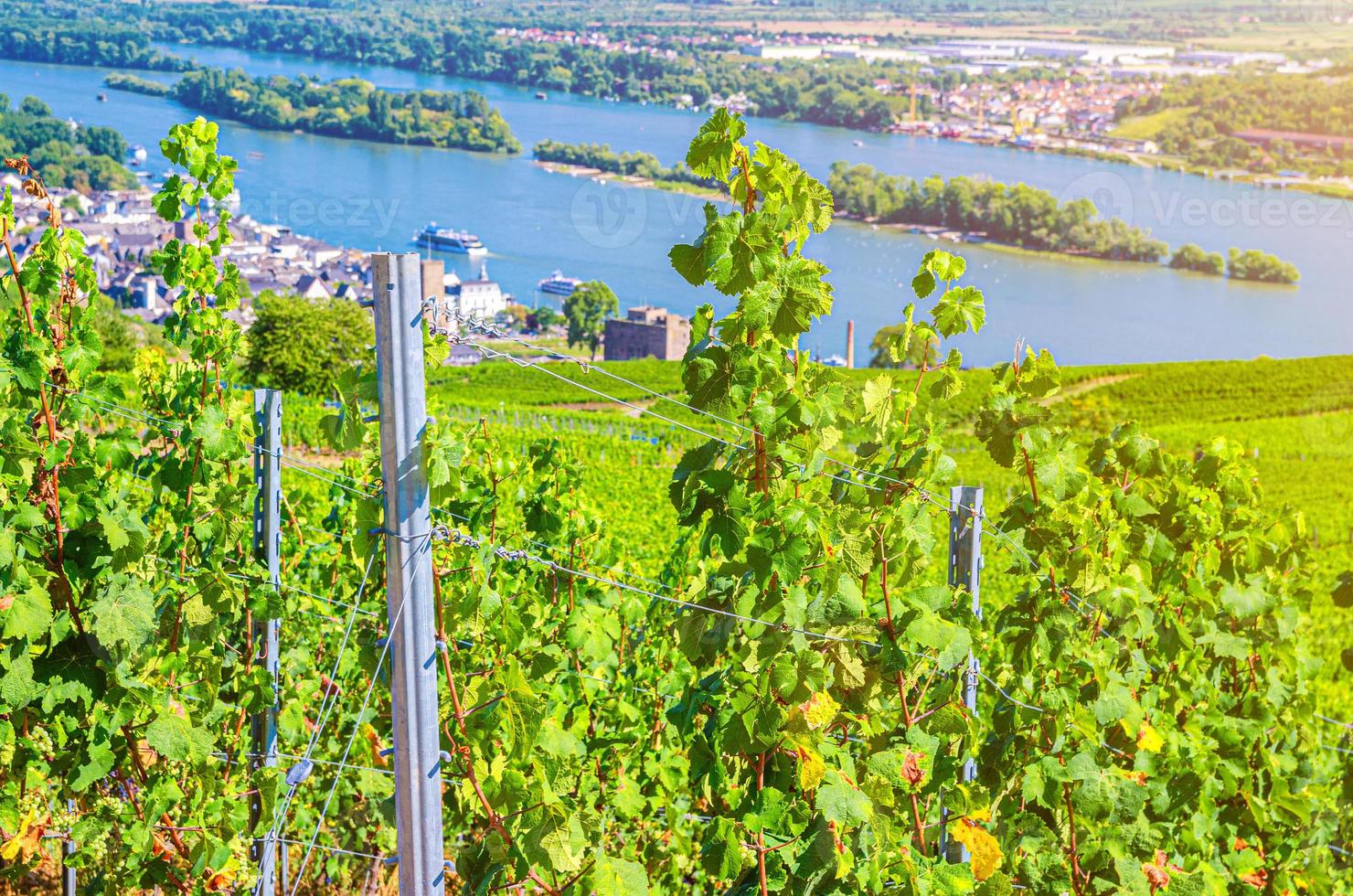 Grapevine steel pole and rows of vineyards green fields landscape with grape trellis on river Rhine Valley photo