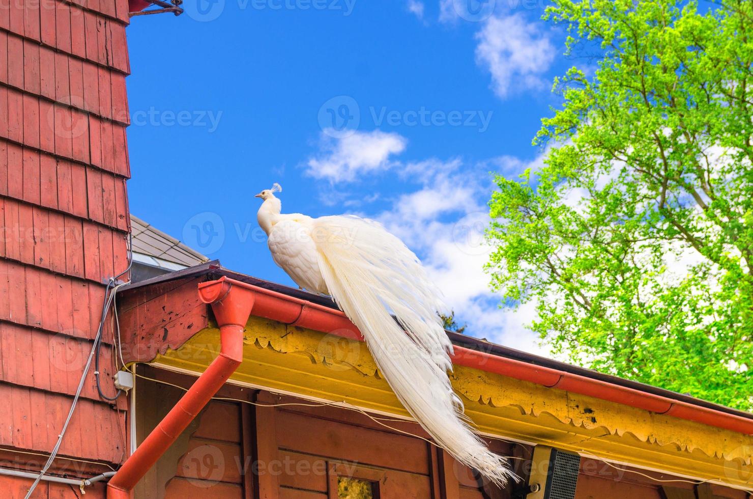 hermoso pájaro pavo real blanco con cola larga en el techo de un edificio de madera foto