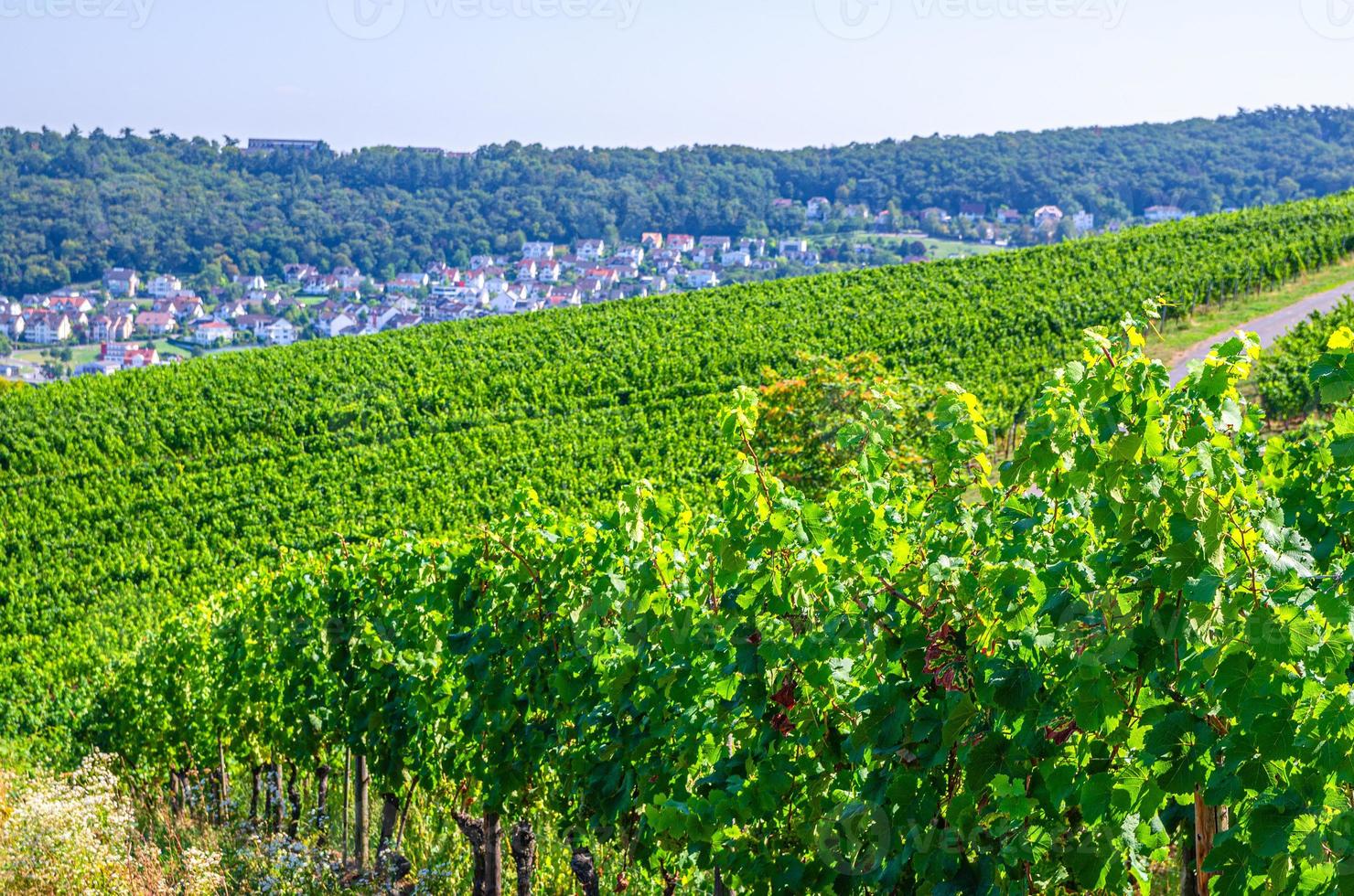 Vineyards green fields landscape with grapevine rows on hills in Rhine Gorge river photo