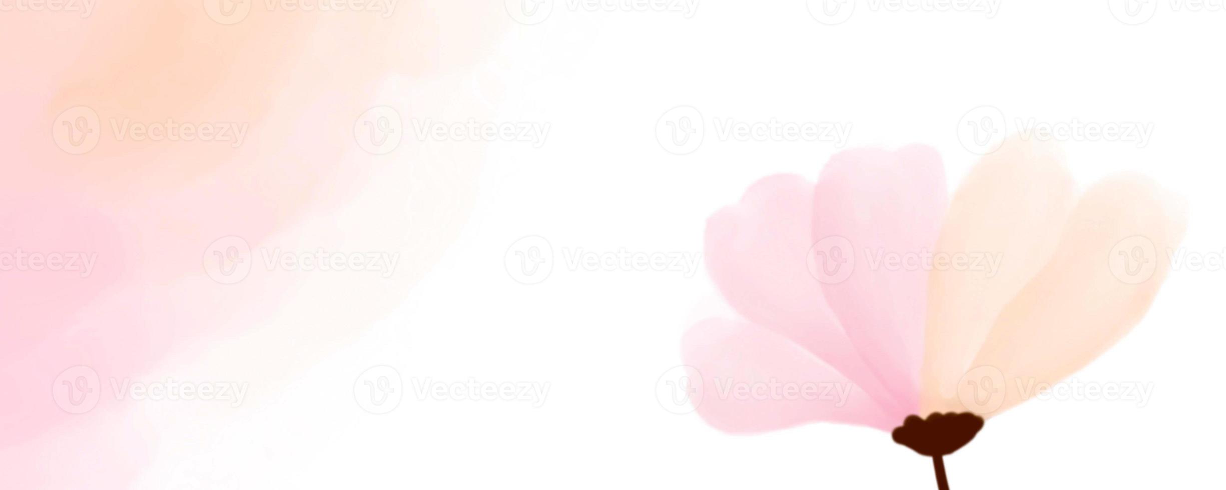 pink background flower, pink floral photo