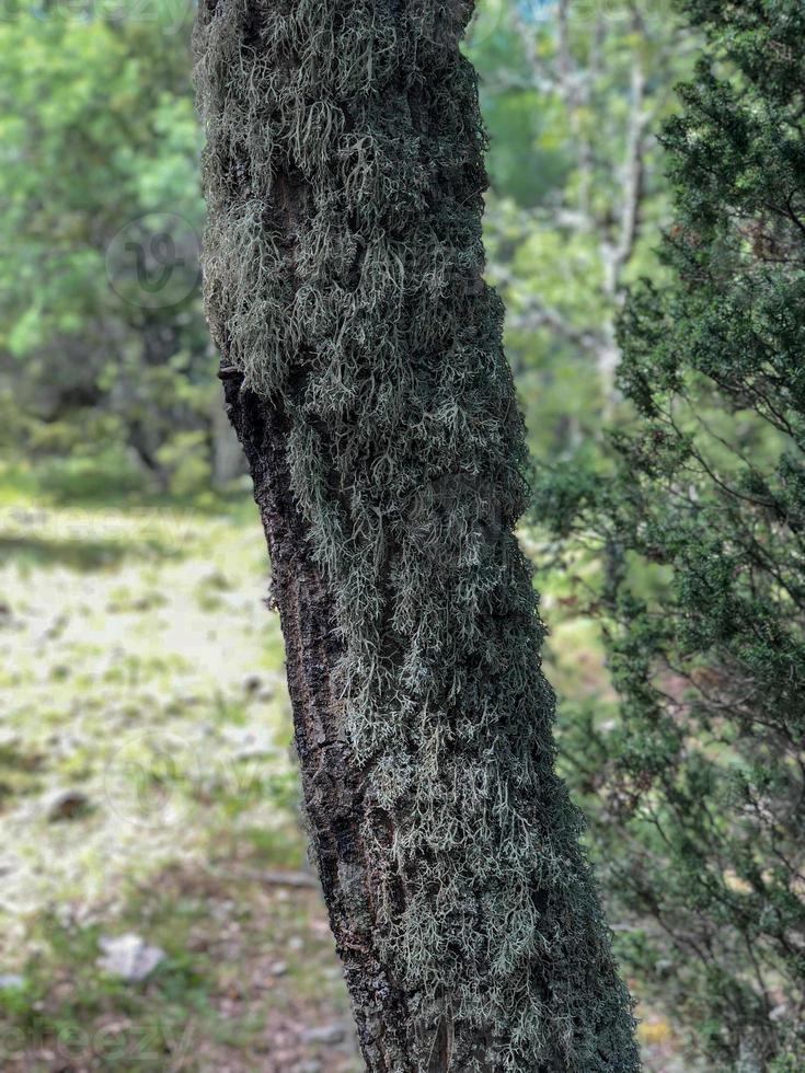 nature mossy tree Forest in the hill, Deep forest in the big trees. photo