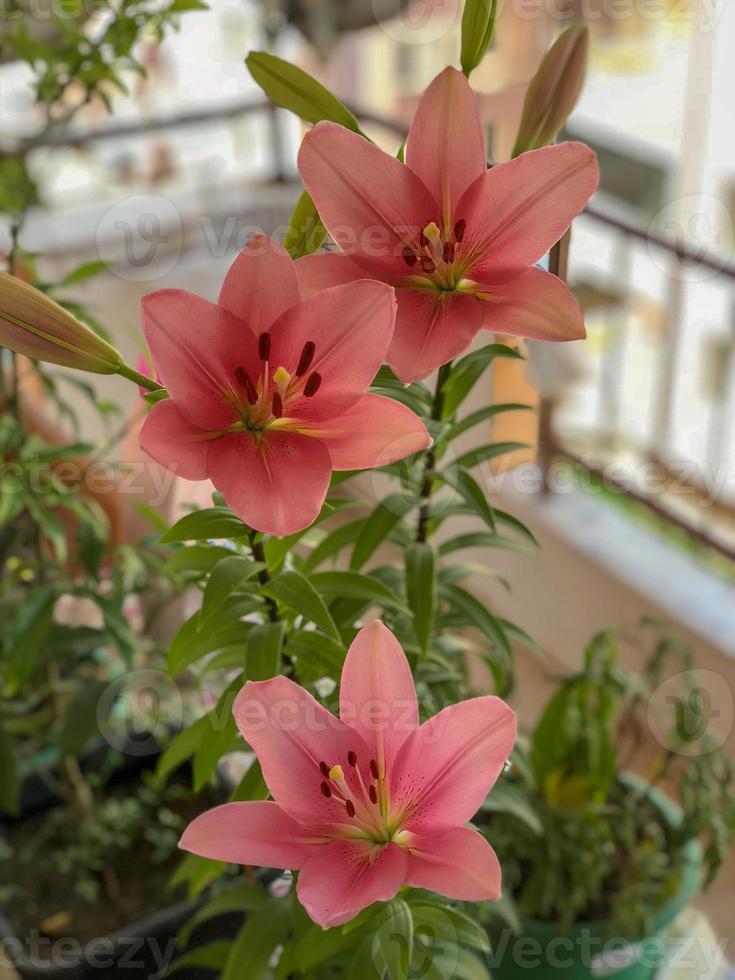 Macro flowers and nature view on the balcony photo