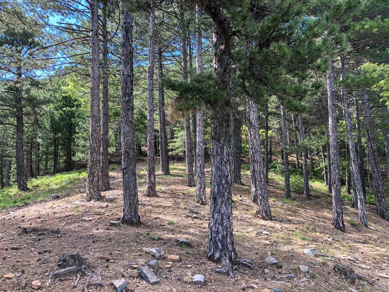 Forest in the hill, Deep forest in the big trees photo