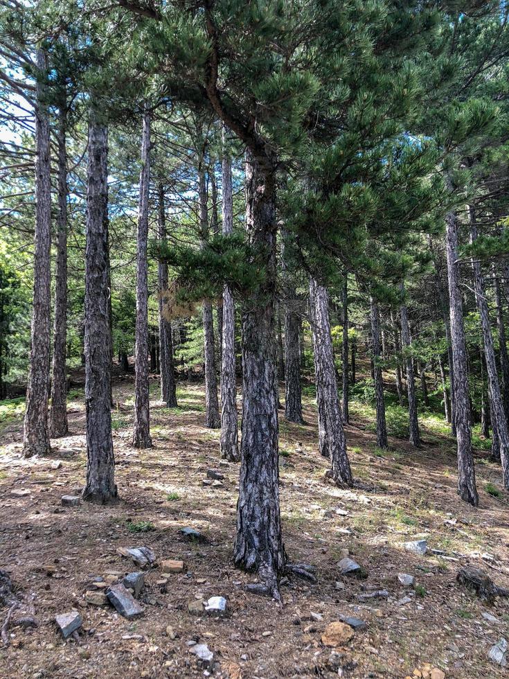 Forest in the hill, Deep forest in the big trees photo