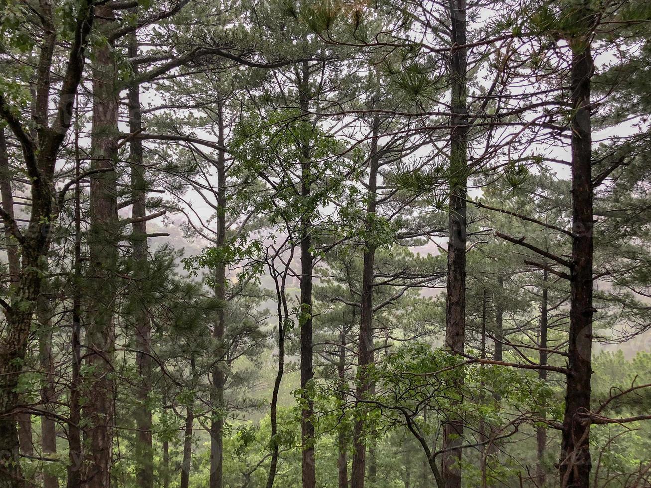 Forest in the hill, Deep forest in the big trees photo