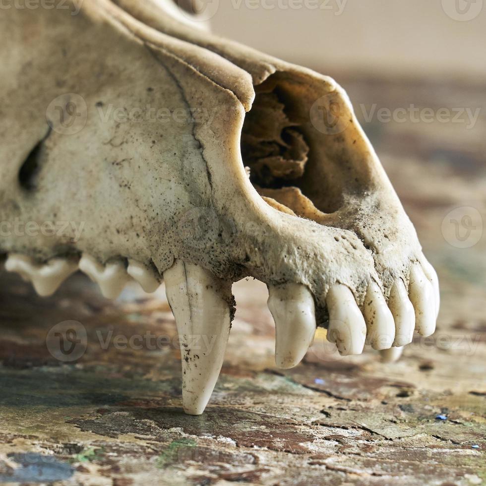 Dog scull without lower jaw photo