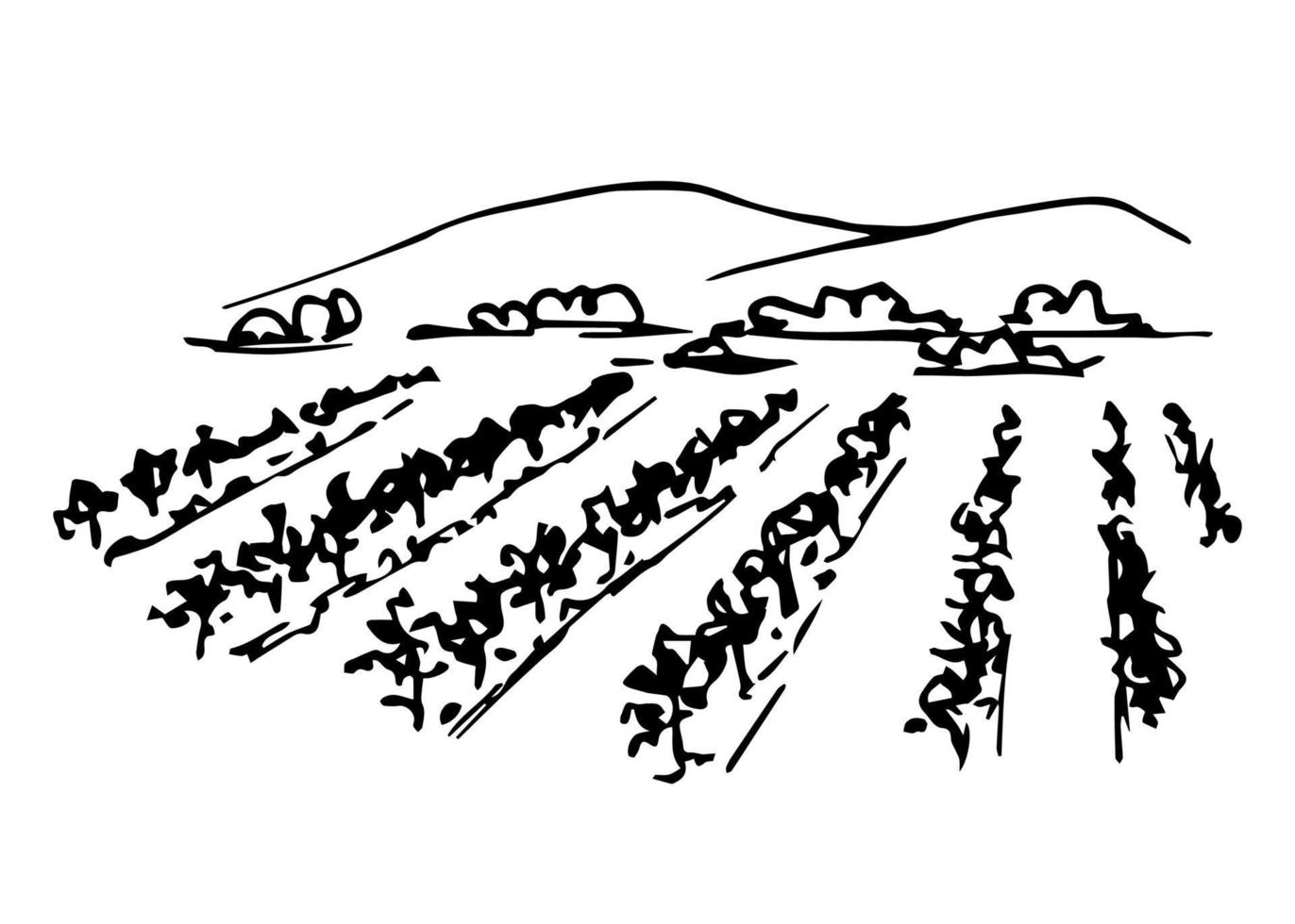 Hand-drawn ink vector simple graphic. Vineyard landscape, rows of grape bushes, perspective, outline of mountains on the horizon. Engraving style, for label printing, wine list, countryside.