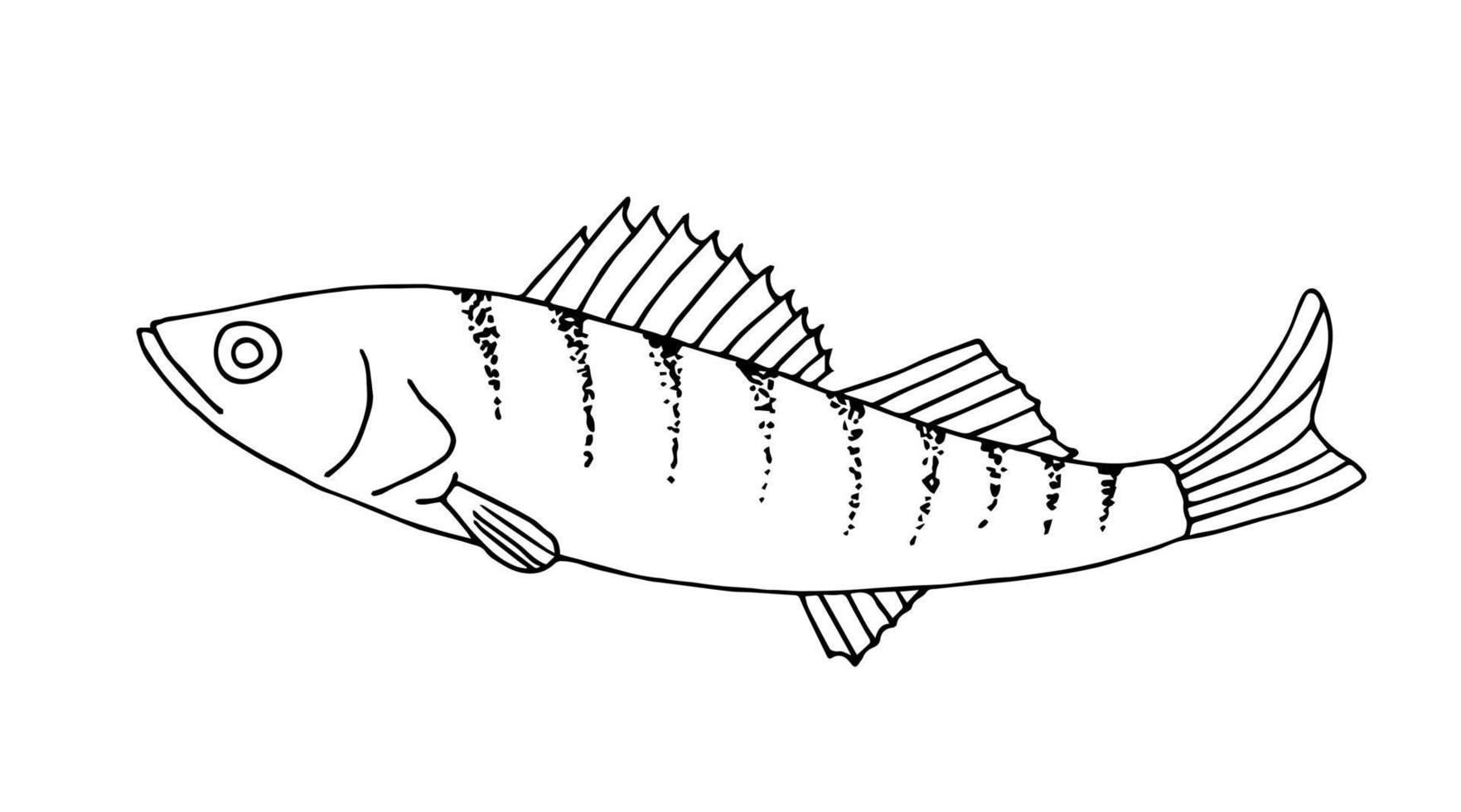 Hand drawn vector illustration in black outline. Freshwater river, lake fish pike perch. For coloring books, prints, logo, fishing tackle. Menu, cuisine, restaurant. Nature, fisherman's catch.