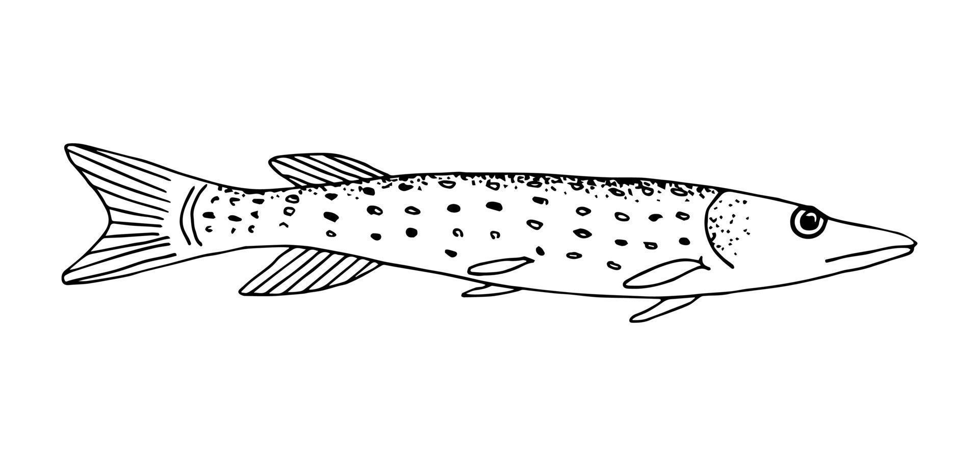 Hand-drawn vector illustration with black outline. Freshwater river, lake fish pike. For coloring books, prints, logo, fishing tackle. Menu, cuisine, restaurant. Nature, fisherman's catch.