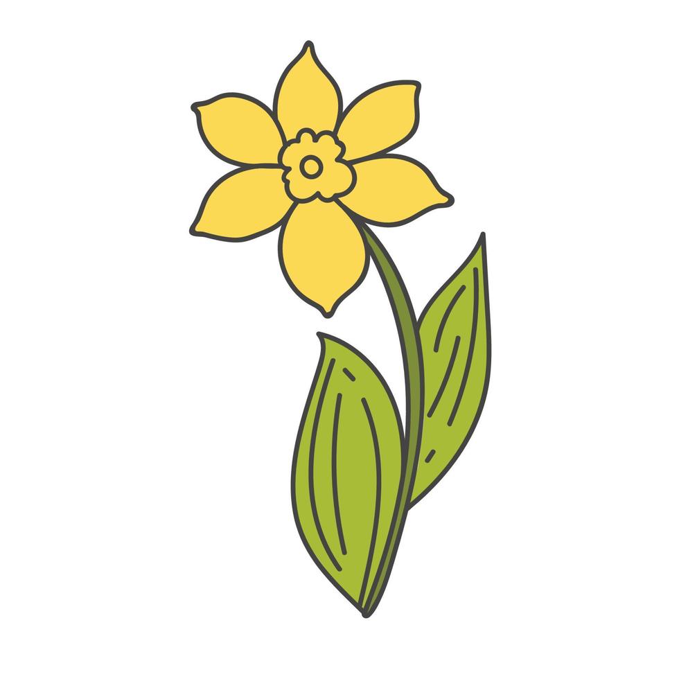 Spring botanical illustration, icon doodle yellow daffodils with green leaves. flower narcissist flat, jonquil vector