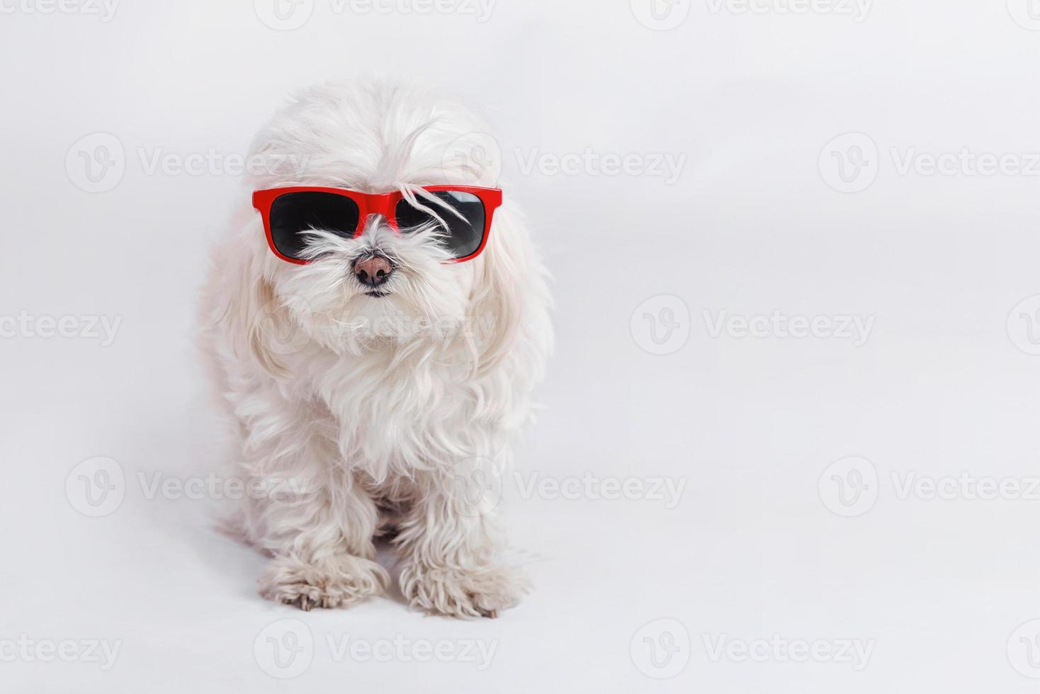 funny dog with sunglasses photo