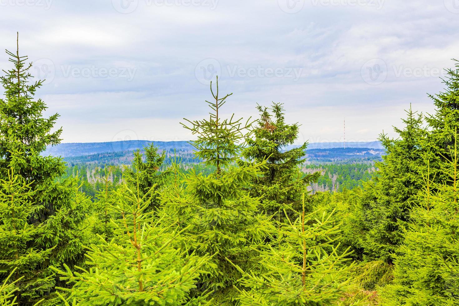 Abetos muertos del bosque en el pico de la montaña brocken harz alemania foto