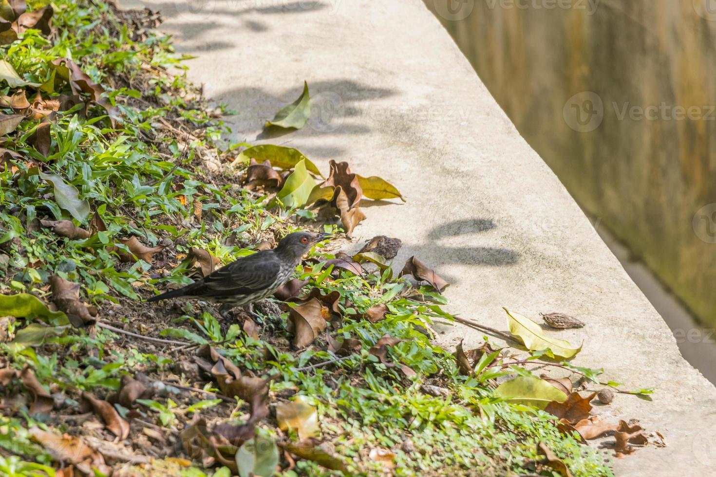 Asian glossy starling, bird with red eyes, Malaysia. photo