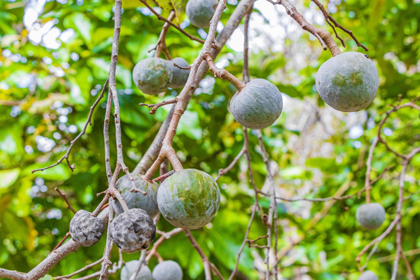 Tropical plant tree with green round fruit balls seeds Mexico. 6153365