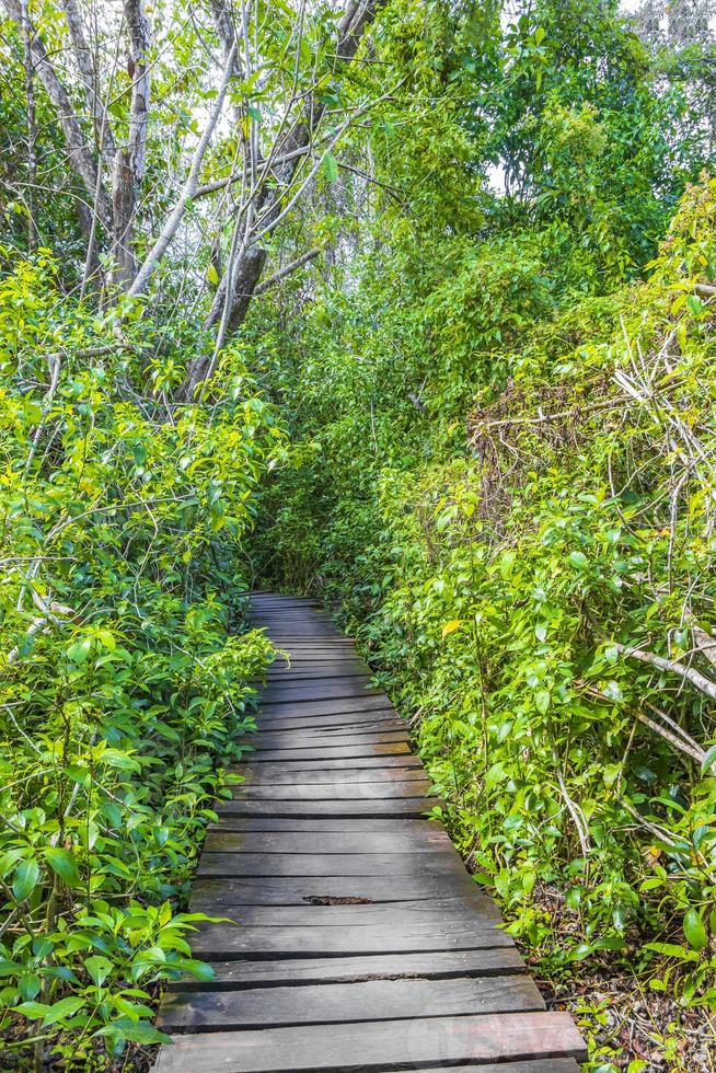 Tropical jungle plants trees wooden walking trails Sian Kaan Mexico. photo