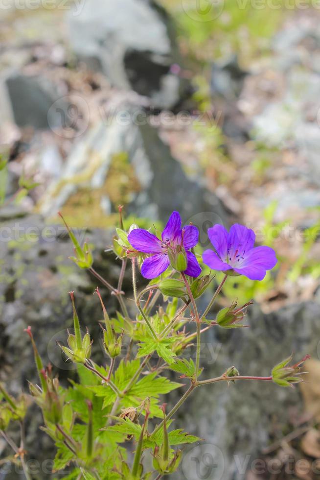 Beautiful meadow flower, purple geranium. Summer landscape, Hemsedal Norway. photo