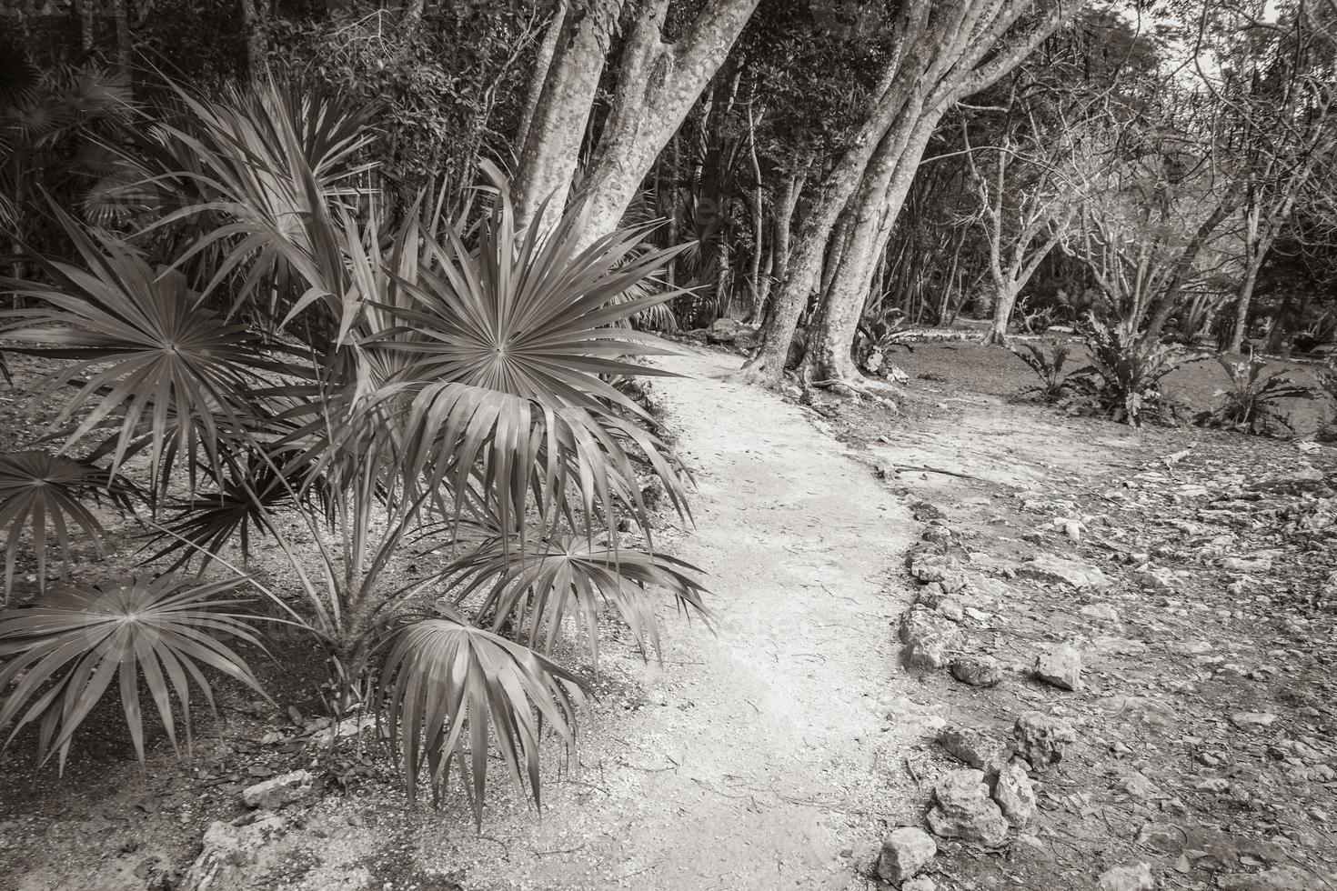 Tropical jungle plants trees walking trails Muyil Mayan ruins Mexico. photo