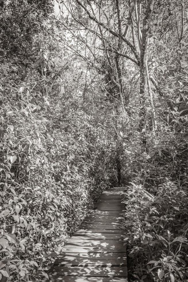 Tropical jungle plants trees wooden walking trails Sian Kaan Mexico. photo