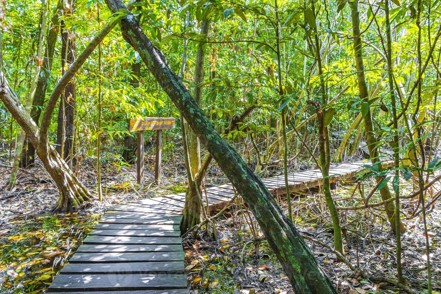 Tropical jungle plants trees wooden walking trails Sian Kaan Mexico. photo