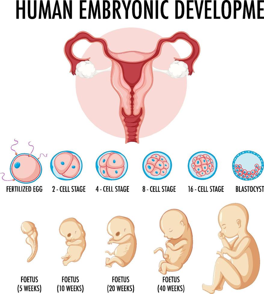 Human embryonic development in human infographic vector